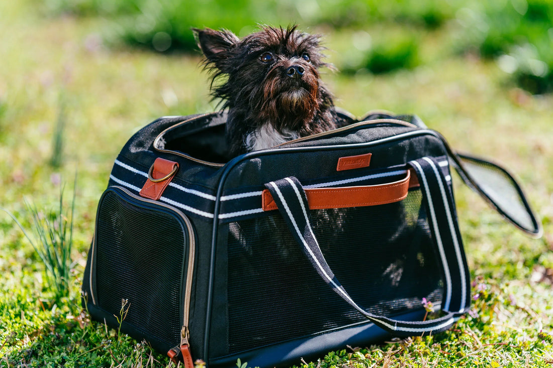 Welcome to Wild Tail Market: Great Products for Every Adventure